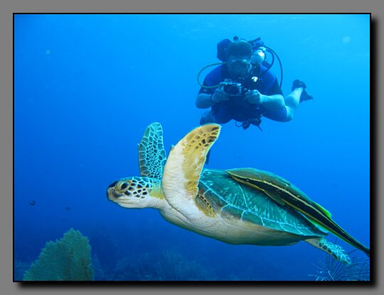 Greg shoots a green turtle